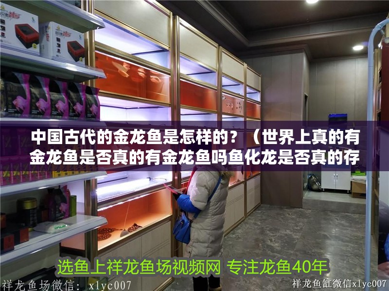 中國古代的金龍魚是怎樣的？（世界上真的有金龍魚是否真的有金龍魚嗎魚化龍是否真的存在）