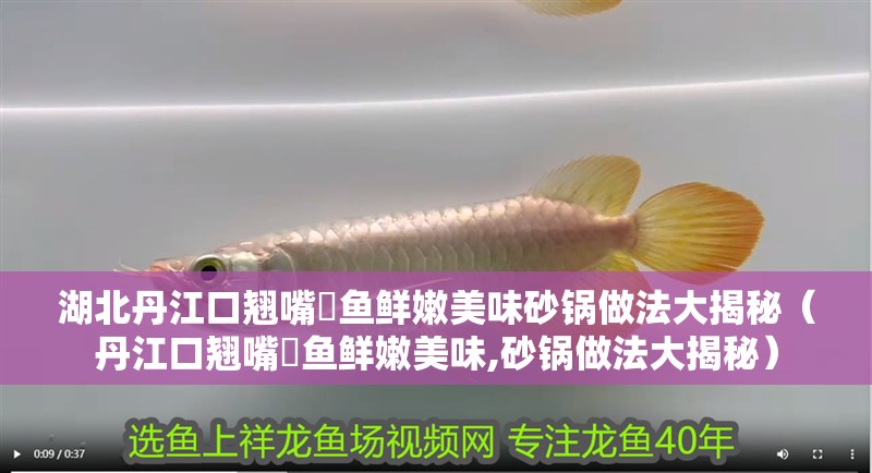 湖北丹江口翹嘴鲌魚鮮嫩美味砂鍋做法大揭秘（丹江口翹嘴鲌魚鮮嫩美味,砂鍋做法大揭秘）