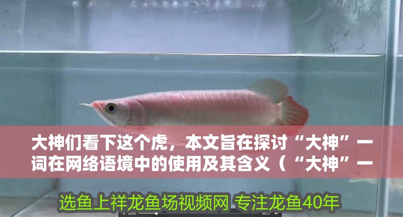 大神們看下這個(gè)虎，本文旨在探討“大神”一詞在網(wǎng)絡(luò)語境中的使用及其含義（“大神”一詞在網(wǎng)絡(luò)語境中的使用及其含義）