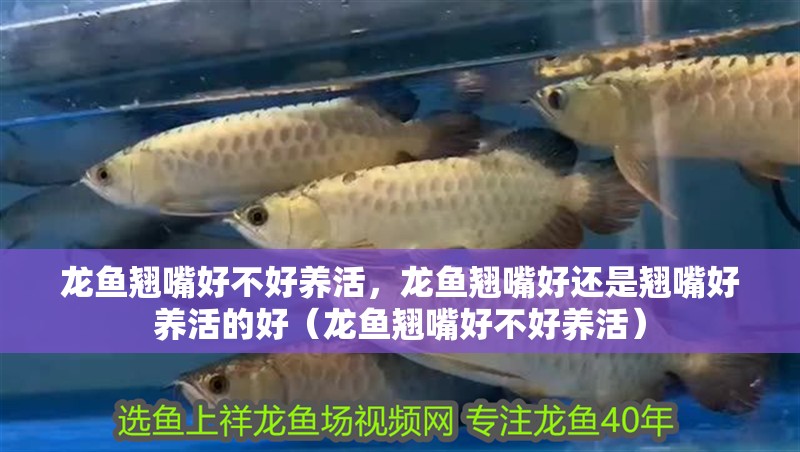 龍魚翹嘴好不好養活，龍魚翹嘴好還是翹嘴好養活的好（龍魚翹嘴好不好養活）
