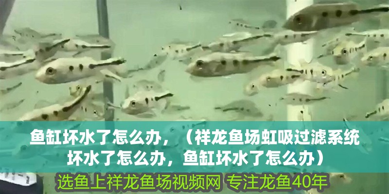 魚缸壞水了怎么辦，（祥龍魚場虹吸過濾系統壞水了怎么辦，魚缸壞水了怎么辦） 魚缸壞水了怎么辦，（祥龍魚場虹吸過濾系統壞水了怎么辦，魚缸壞水了怎么辦） 觀賞魚百科