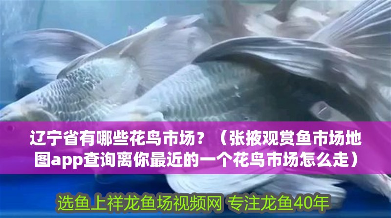 遼寧省有哪些花鳥市場？（張掖觀賞魚市場地圖app查詢離你最近的一個花鳥市場怎么走）