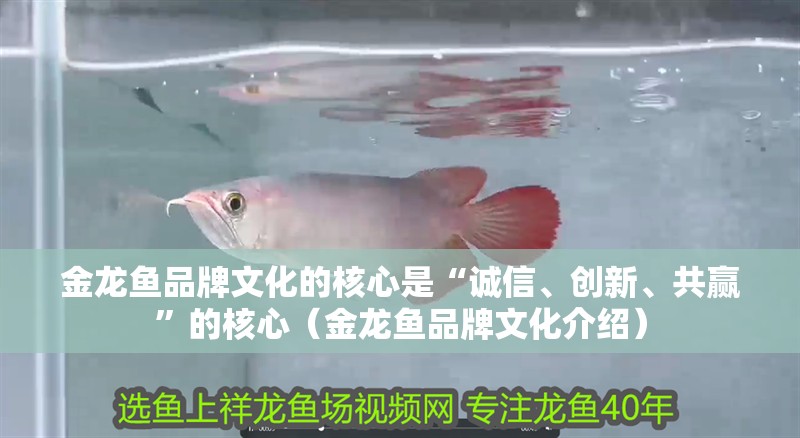 金龍魚品牌文化的核心是“誠信、創(chuàng)新、共贏”的核心（金龍魚品牌文化介紹）