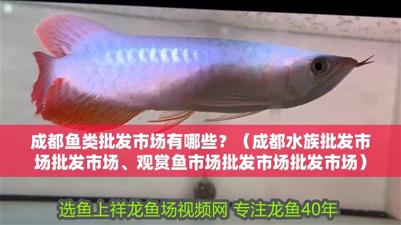 成都魚類批發市場有哪些？（成都水族批發市場批發市場、觀賞魚市場批發市場批發市場）