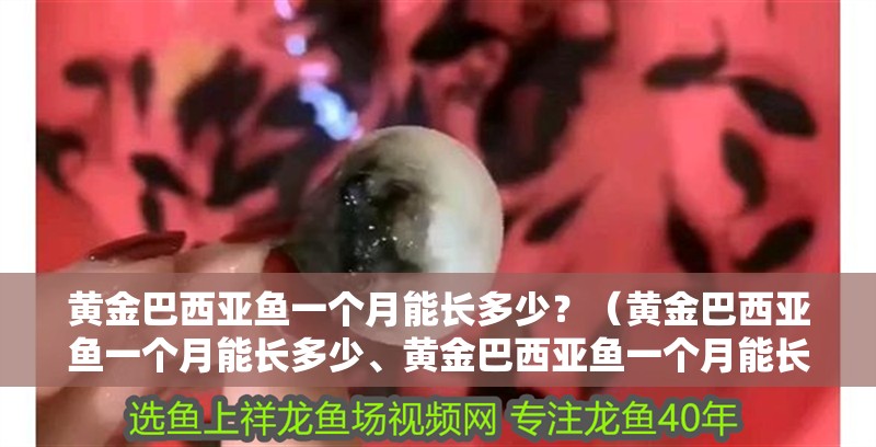 黃金巴西亞魚一個月能長多少？（黃金巴西亞魚一個月能長多少、黃金巴西亞魚一個月能長多少）