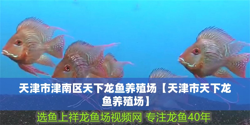 天津市津南區天下龍魚養殖場【天津市天下龍魚養殖場】