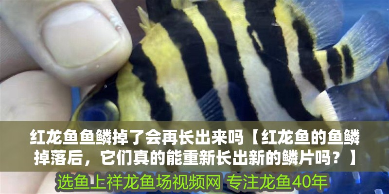 紅龍魚魚鱗掉了會再長出來嗎【紅龍魚的魚鱗掉落后，它們真的能重新長出新的鱗片嗎？】