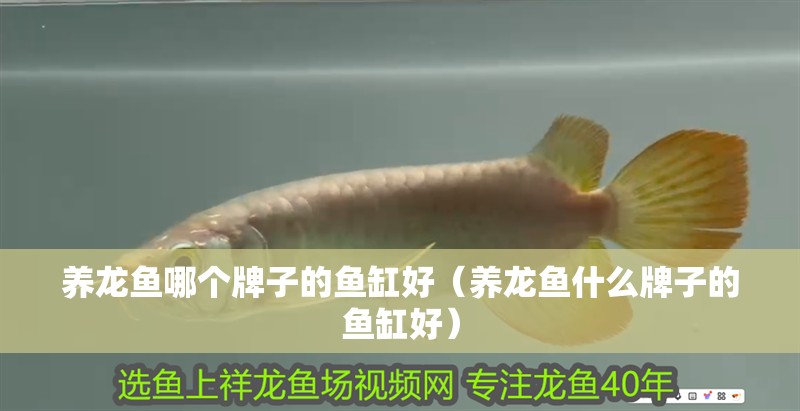 養龍魚哪個牌子的魚缸好（養龍魚什么牌子的魚缸好）