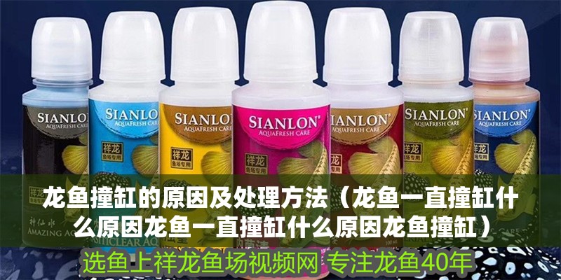 龍魚撞缸的原因及處理方法（龍魚一直撞缸什么原因龍魚一直撞缸什么原因龍魚撞缸）