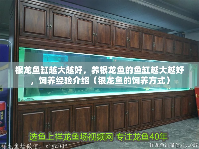銀龍魚缸越大越好，養銀龍魚的魚缸越大越好，飼養經驗介紹（銀龍魚的飼養方式）