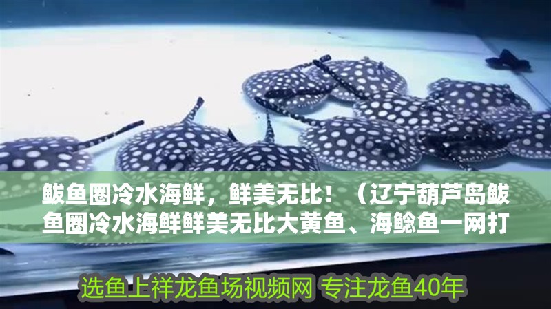 鲅魚圈冷水海鮮，鮮美無比！（遼寧葫蘆島鲅魚圈冷水海鮮鮮美無比大黃魚、海鯰魚一網(wǎng)打盡） 鲅魚圈冷水海鮮，鮮美無比！（遼寧葫蘆島鲅魚圈冷水海鮮鮮美無比大黃魚、海鯰魚一網(wǎng)打盡） 觀賞魚百科 第5張