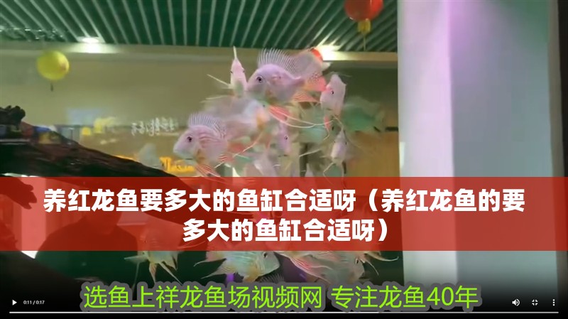 養紅龍魚要多大的魚缸合適呀（養紅龍魚的要多大的魚缸合適呀）