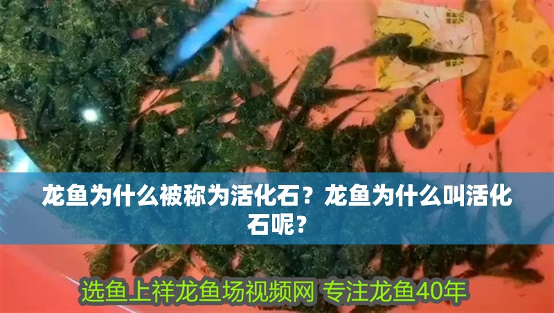 龍魚為什么被稱為活化石？龍魚為什么叫活化石呢？
