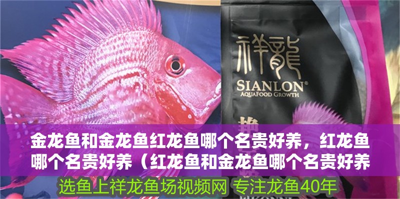 金龍魚和金龍魚紅龍魚哪個名貴好養，紅龍魚哪個名貴好養（紅龍魚和金龍魚哪個名貴好養）