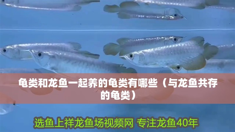 龜類和龍魚一起養(yǎng)的龜類有哪些（與龍魚共存的龜類）