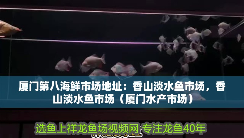 廈門第八海鮮市場(chǎng)地址:香山淡水魚市場(chǎng),香山淡水魚市場(chǎng)(廈門水產(chǎn)市場(chǎng)) 觀賞魚百科 第4張 廈門第八海鮮市場(chǎng)地址:香山淡水魚市場(chǎng),香山淡水魚市場(chǎng)(廈門水產(chǎn)市場(chǎng)) 廈門第八海鮮市場(chǎng)地址:香山淡水魚市場(chǎng),香山淡水魚市場(chǎng)(廈門水產(chǎn)市場(chǎng)) 觀賞魚百科 第4張