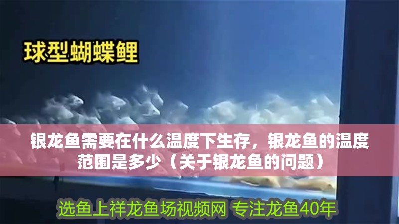 銀龍魚(yú)需要在什么溫度下生存,銀龍魚(yú)的溫度范圍是多少(關(guān)于銀龍魚(yú)的問(wèn)題) 觀賞魚(yú)百科 第2張 銀龍魚(yú)需要在什么溫度下生存,銀龍魚(yú)的溫度范圍是多少(關(guān)于銀龍魚(yú)的問(wèn)題) 銀龍魚(yú)需要在什么溫度下生存,銀龍魚(yú)的溫度范圍是多少(關(guān)于銀龍魚(yú)的問(wèn)題) 觀賞魚(yú)百科 第2張