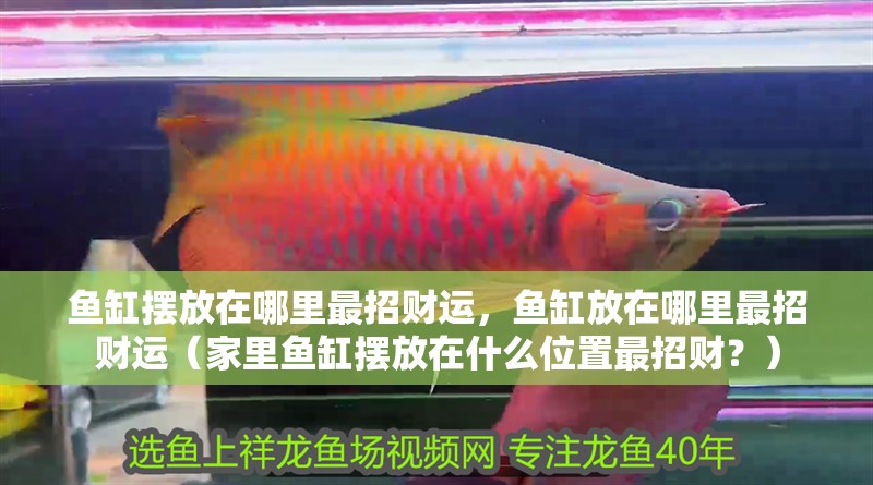 魚缸擺放在哪里最招財運，魚缸放在哪里最招財運（家里魚缸擺放在什么位置最招財？）