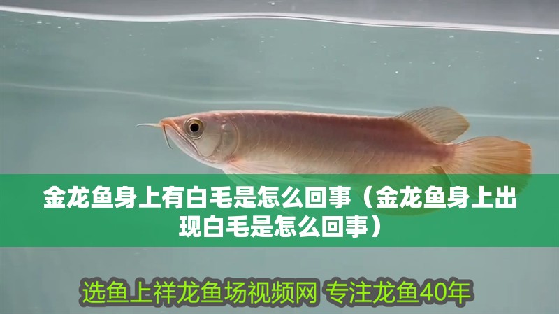 金龍魚身上有白毛是怎么回事（金龍魚身上出現(xiàn)白毛是怎么回事）