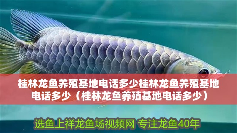 桂林龍魚養殖基地電話多少桂林龍魚養殖基地電話多少（桂林龍魚養殖基地電話多少）