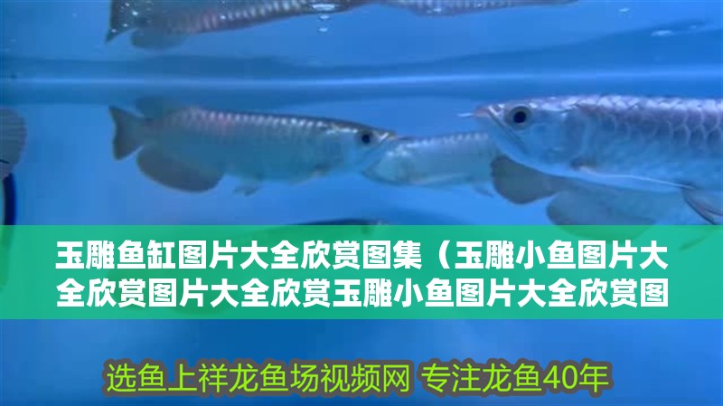 玉雕魚缸圖片大全欣賞圖集（玉雕小魚圖片大全欣賞圖片大全欣賞玉雕小魚圖片大全欣賞圖片）
