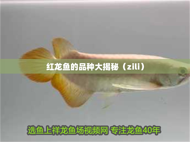 紅龍魚的品種大揭秘（zili） 紅龍魚的品種大揭秘（zili） 觀賞魚百科 第6張