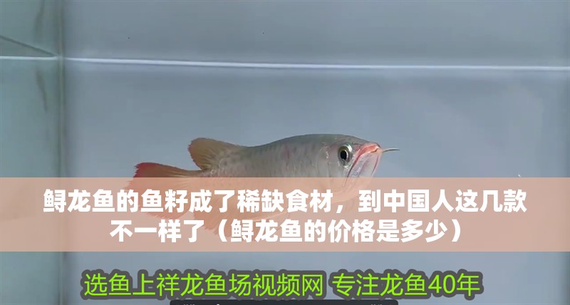 鱘龍魚的魚籽成了稀缺食材，到中國人這幾款不一樣了（鱘龍魚的價格是多少）