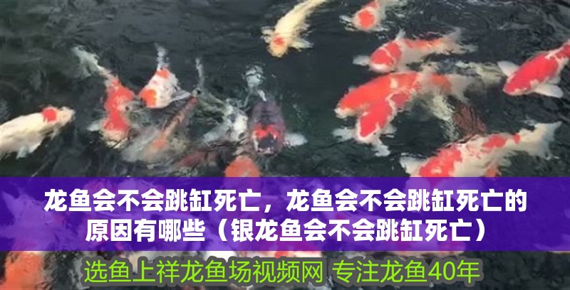 龍魚會不會跳缸死亡，龍魚會不會跳缸死亡的原因有哪些（銀龍魚會不會跳缸死亡） 龍魚會不會跳缸死亡，龍魚會不會跳缸死亡的原因有哪些（銀龍魚會不會跳缸死亡） 觀賞魚百科