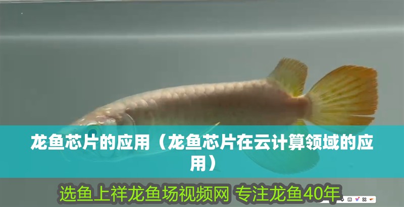 龍魚芯片的應用（龍魚芯片在云計算領域的應用）