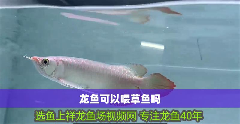 龍魚可以喂草魚嗎