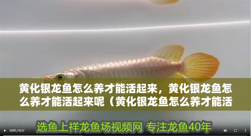 黃化銀龍魚怎么養才能活起來，黃化銀龍魚怎么養才能活起來呢（黃化銀龍魚怎么養才能活起來） 黃化銀龍魚怎么養才能活起來，黃化銀龍魚怎么養才能活起來呢（黃化銀龍魚怎么養才能活起來） 觀賞魚百科