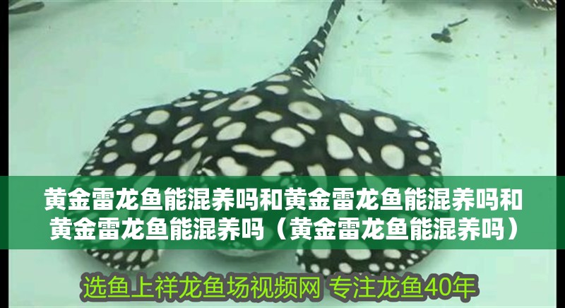 黃金雷龍魚能混養嗎和黃金雷龍魚能混養嗎和黃金雷龍魚能混養嗎（黃金雷龍魚能混養嗎）