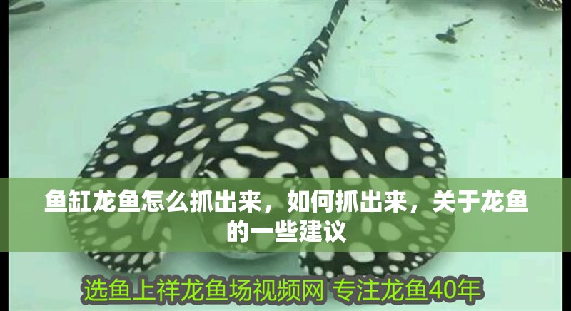魚(yú)缸龍魚(yú)怎么抓出來(lái)，如何抓出來(lái)，關(guān)于龍魚(yú)的一些建議
