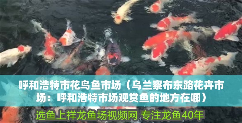 呼和浩特市花鳥魚市場（烏蘭察布東路花卉市場：呼和浩特市場觀賞魚的地方在哪）
