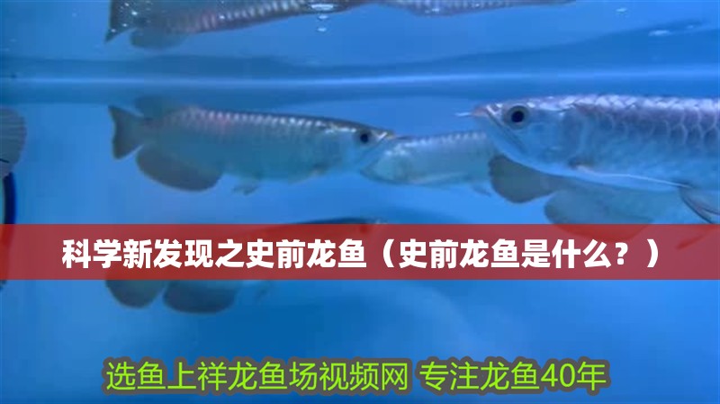 科學新發現之史前龍魚（史前龍魚是什么？） 科學新發現之史前龍魚（史前龍魚是什么？） 觀賞魚百科 第4張