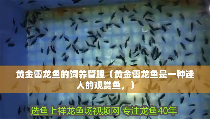 黃金雷龍魚的飼養(yǎng)管理（黃金雷龍魚是一種迷人的觀賞魚，）