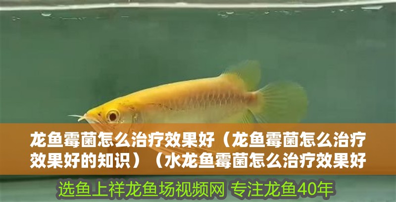 龍魚霉菌怎么治療效果好（龍魚霉菌怎么治療效果好的知識(shí)）（水龍魚霉菌怎么治療效果好）