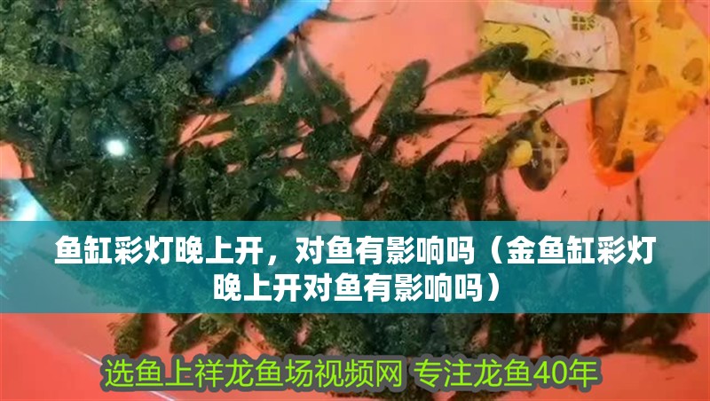 魚缸彩燈晚上開，對魚有影響嗎（金魚缸彩燈晚上開對魚有影響嗎）