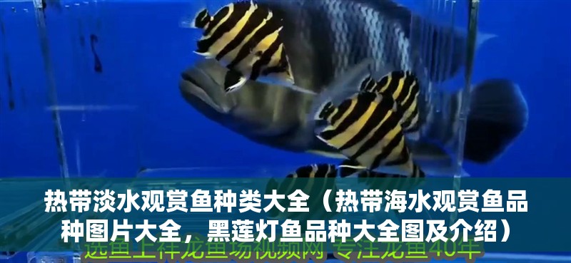 熱帶淡水觀賞魚種類大全（熱帶海水觀賞魚品種圖片大全，黑蓮燈魚品種大全圖及介紹）