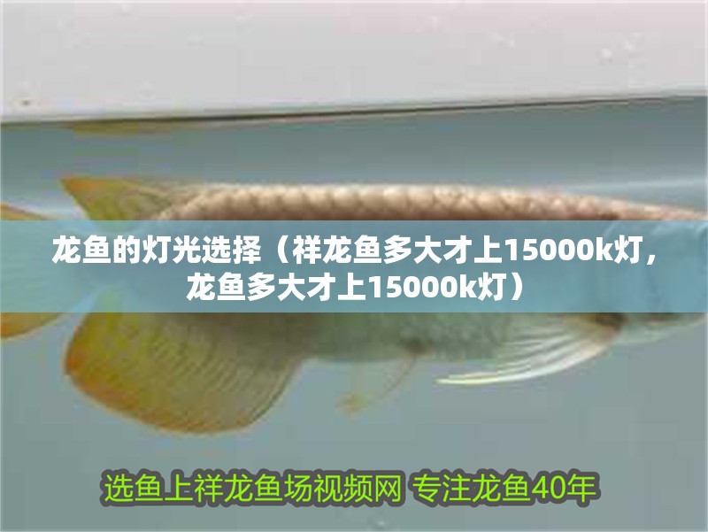 龍魚的燈光選擇（祥龍魚多大才上15000k燈，龍魚多大才上15000k燈）