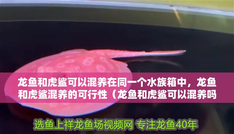 龍魚和虎鯊可以混養(yǎng)在同一個水族箱中，龍魚和虎鯊混養(yǎng)的可行性（龍魚和虎鯊可以混養(yǎng)嗎）