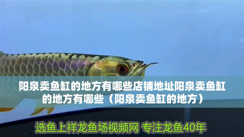 陽(yáng)泉賣魚(yú)缸的地方有哪些店鋪地址陽(yáng)泉賣魚(yú)缸的地方有哪些（陽(yáng)泉賣魚(yú)缸的地方）