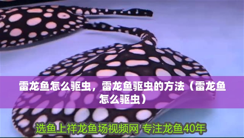雷龍魚怎么驅蟲，雷龍魚驅蟲的方法（雷龍魚怎么驅蟲）