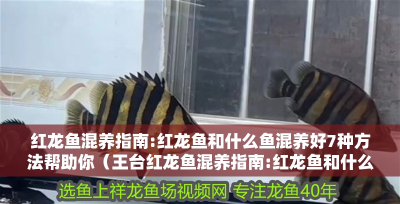 紅龍魚混養指南:紅龍魚和什么魚混養好7種方法幫助你（王臺紅龍魚混養指南:紅龍魚和什么魚混養好7種方法幫你）