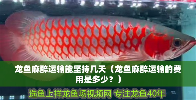 龍魚麻醉運輸能堅持幾天（龍魚麻醉運輸的費用是多少？） 龍魚麻醉運輸能堅持幾天（龍魚麻醉運輸的費用是多少？） 觀賞魚百科 第2張