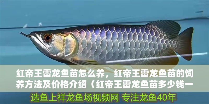 紅帝王雷龍魚(yú)苗怎么養(yǎng)，紅帝王雷龍魚(yú)苗的飼養(yǎng)方法及價(jià)格介紹（紅帝王雷龍魚(yú)苗多少錢(qián)一只）