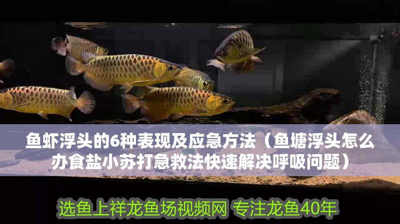 魚蝦浮頭的6種表現(xiàn)及應(yīng)急方法（魚塘浮頭怎么辦食鹽小蘇打急救法快速解決呼吸問題）