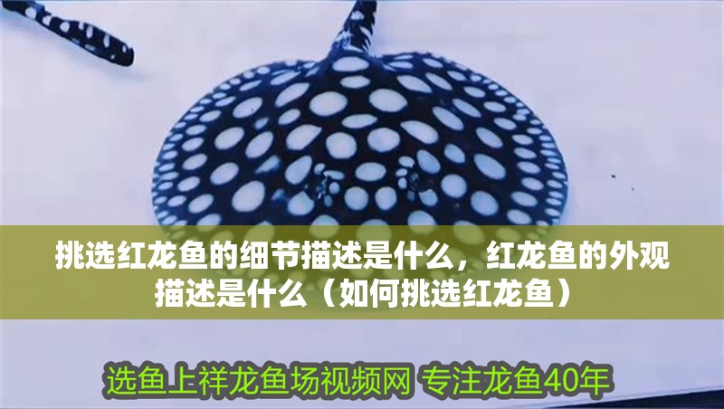 挑選紅龍魚(yú)的細(xì)節(jié)描述是什么，紅龍魚(yú)的外觀(guān)描述是什么（如何挑選紅龍魚(yú)） 挑選紅龍魚(yú)的細(xì)節(jié)描述是什么，紅龍魚(yú)的外觀(guān)描述是什么（如何挑選紅龍魚(yú)） 觀(guān)賞魚(yú)百科 第2張