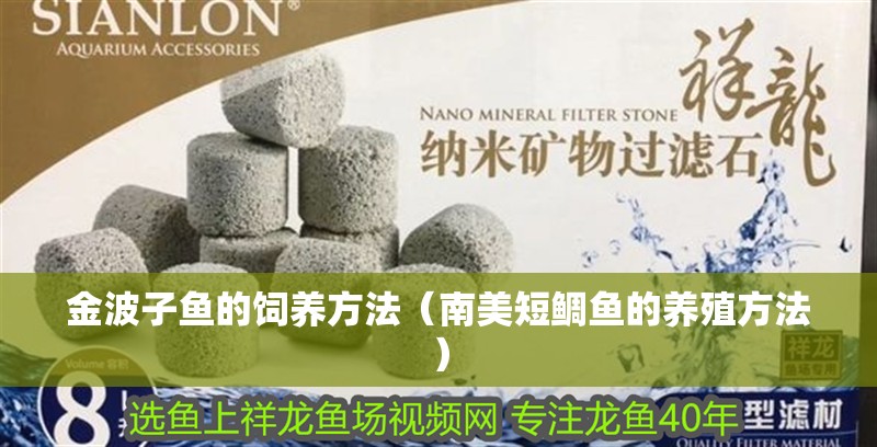 金波子魚的飼養方法（南美短鯛魚的養殖方法）