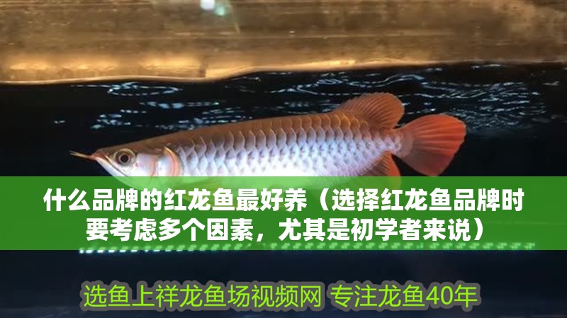 什么品牌的紅龍魚最好養(yǎng)（選擇紅龍魚品牌時要考慮多個因素，尤其是初學者來說）